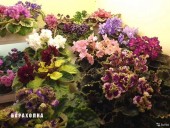 Фиалки цветущие,детки,листы,доставка